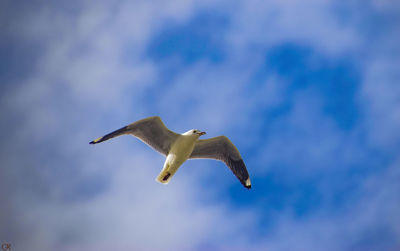 Low angle view of seagull flying