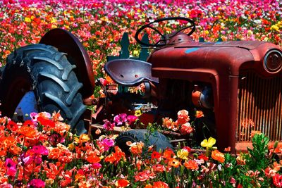 Statue of red flowering plants