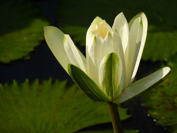 Close-up of white flowering plant