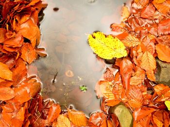 Fallen beech leaves and stones in water of mountain river. autumn colors.  orange rotten leaves 