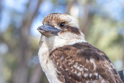 Cheeky baby kookaburra