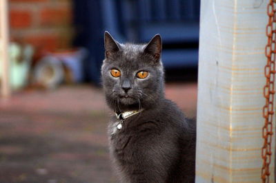 Portrait of black cat