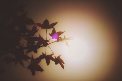 Close-up of silhouette plant during sunset