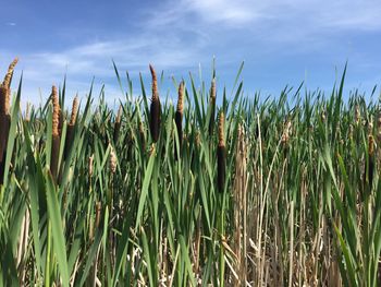 Close-up of crops growing in field against sky