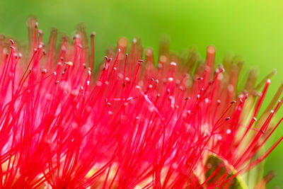 Close-up of red flowering plant