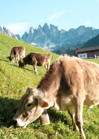 Close photography of cows