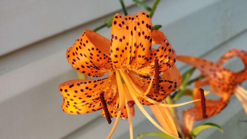 Close-up of butterfly pollinating on orange flower