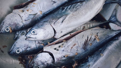 High angle view of fish for sale in market