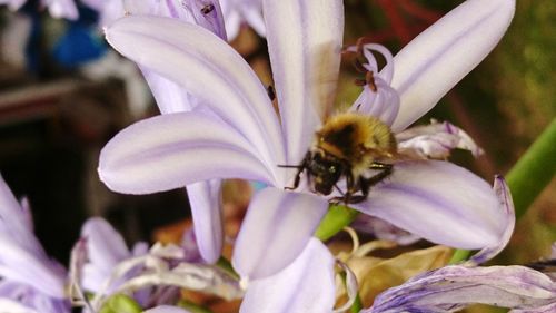 Close-up of bee pollinating on purple flower