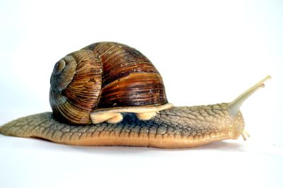 Close-up of snail