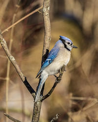 Close-up of bird perching on branch