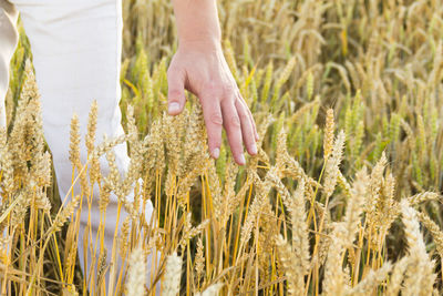 Hand and ears of wheat close-up flooded with sunlight.  seasonal bread harvest.  food crisis.