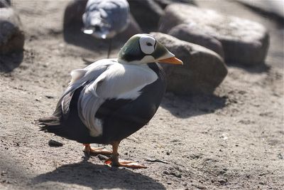 Close-up of bird