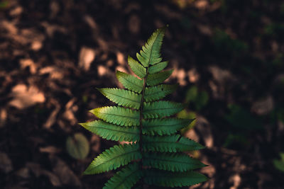 High angle view of fern leaves on field