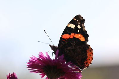 Close-up of butterfly pollinating flower