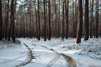 Trees in forest during winter