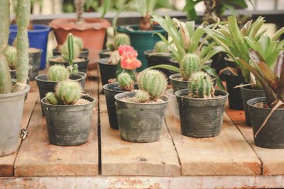 Various cactus in small flowerpots.