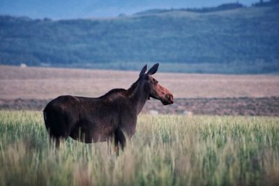 Side view of moose on field with mountains in background 