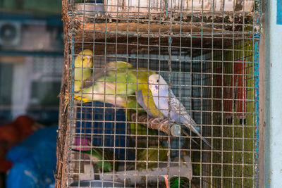 Close-up of parrot in cage