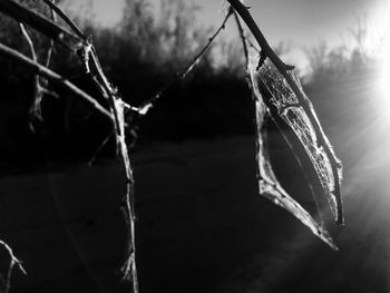 Close-up of frozen plant