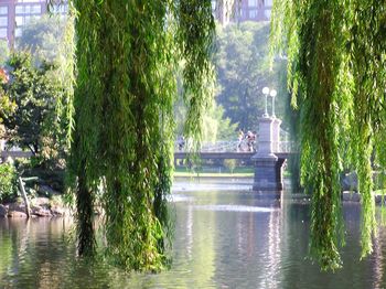 Reflection of trees in water