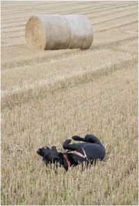 Hay bales on field