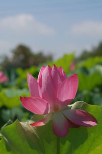 Close-up of pink lily