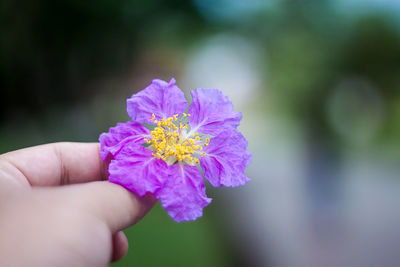 Close-up of hand holding purple flower