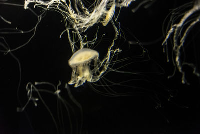 Close-up of jellyfish swimming in water