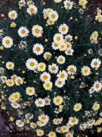 Full frame shot of daisy flowers