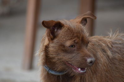 Close-up of dog