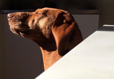 Sunlight falling on vizsla at home