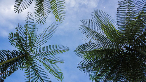 Low angle view of palm tree leaves against sky