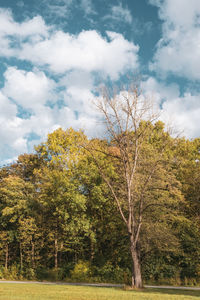 Trees on field against sky