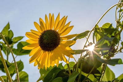 Close-up of sunflower against sky