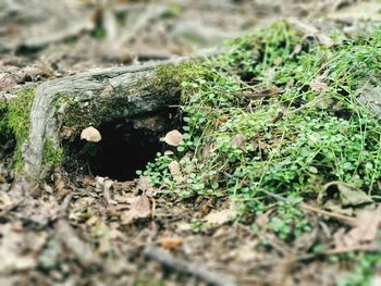 Close-up of mushroom growing on field