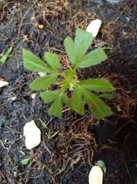 High angle view of plant growing on field