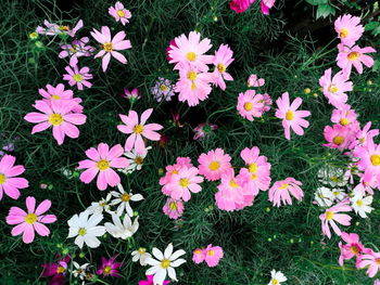 High angle view of flowering plants on field