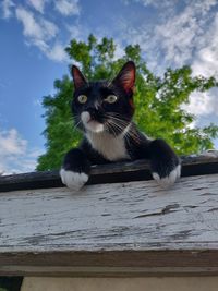 Portrait of a cat