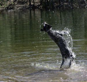 View of dog in water