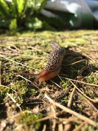 Close-up of a mushroom in field