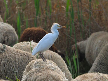 Bird perching on rock