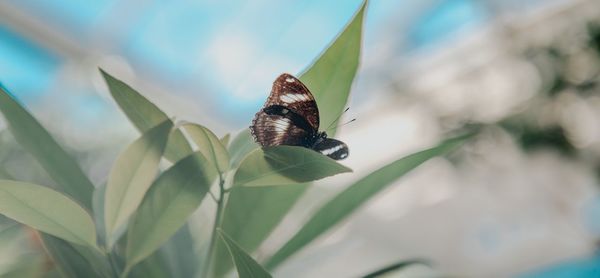 Close-up of butterfly on leaf