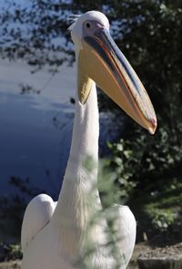 Close-up of pelican