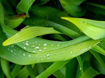 Close-up of raindrops on leaves