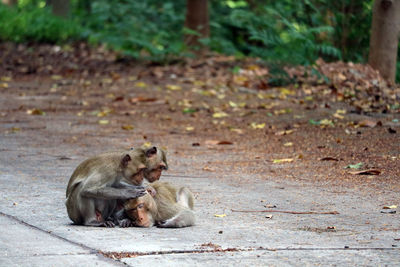 Monkey sitting on a land