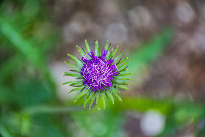 Close-up of purple thistle flower