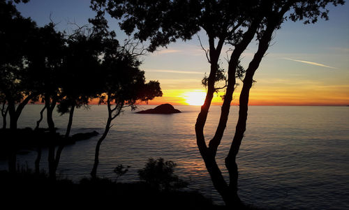 Silhouette of trees at sunset