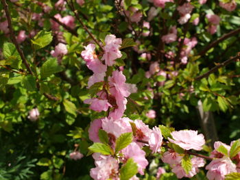 Close-up of pink cherry blossoms in spring