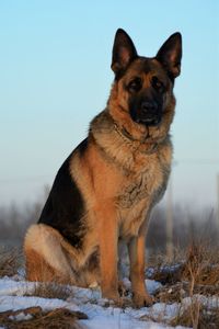 Portrait of dog on field during winter